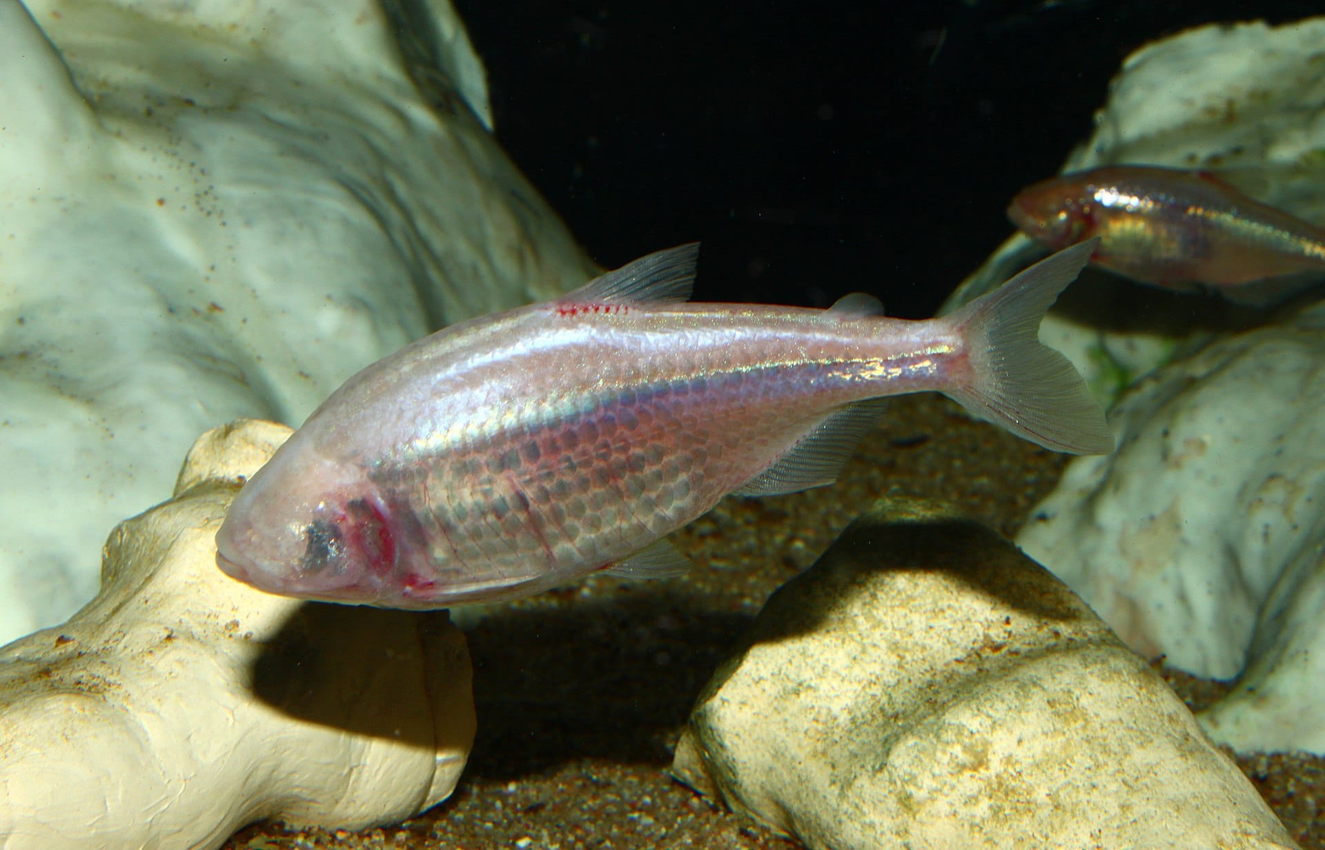 Meet the Fish That Doesn’t Want to Be Met
