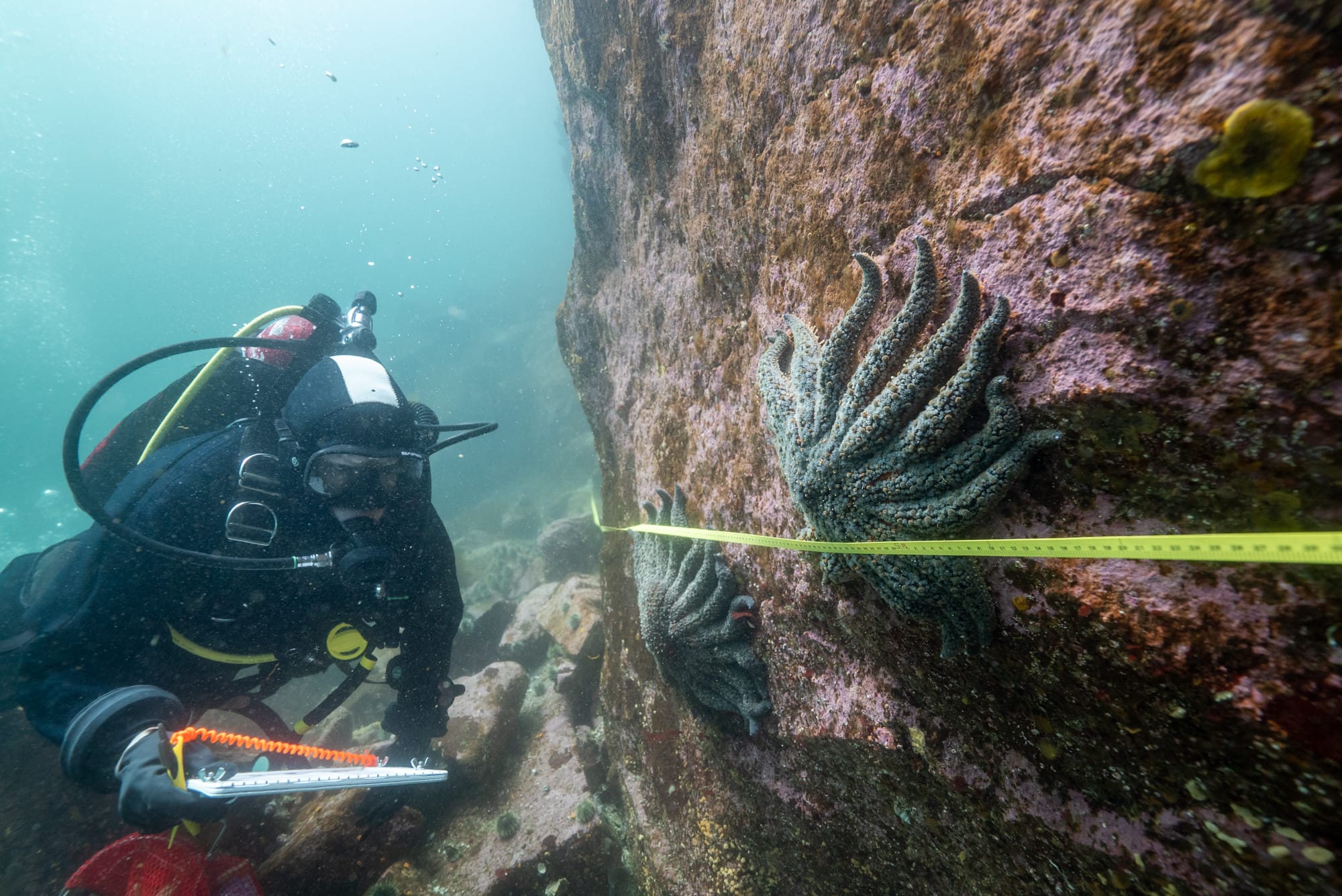 Billions of Sea Stars Mysteriously Turned to Goo. Now We Know Why.