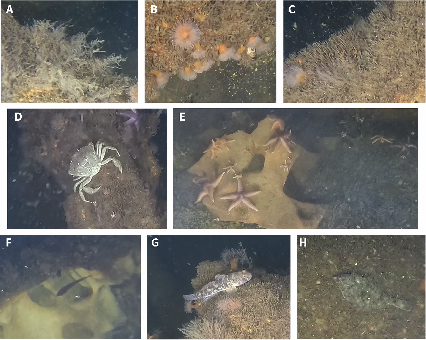 Humanity’s Toxic Wreckage Is Teeming With Life, Scientists Discover