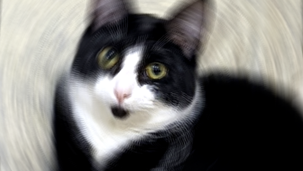 Lost Lyft Cat Tux Found After Driving Entire Company, City, and Internet Into Frenzy