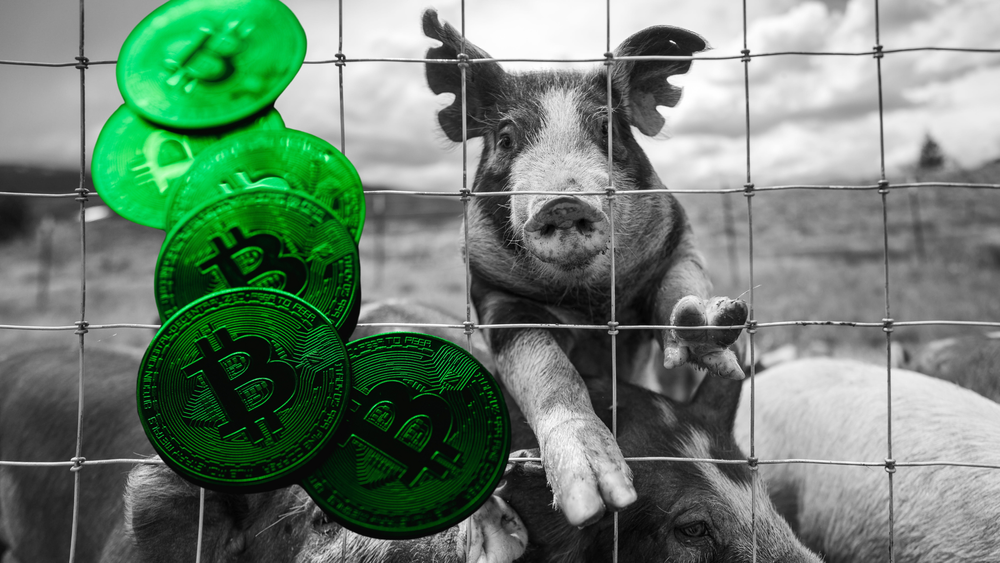 How a Single ‘Pig Butchering’ Scam Netted $40 Million