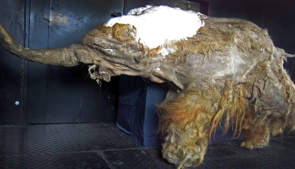 Scientists Make Genetic Breakthrough with 39,000-Year-Old Mammoth RNA