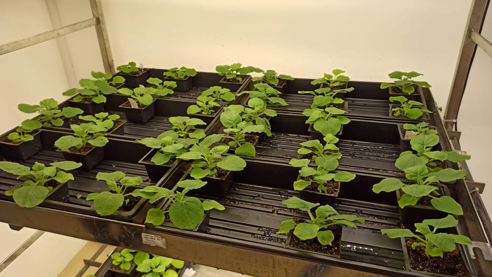 Scientists Create Plant That Produces Ayahuasca, Shrooms, and Toad Psychedelics All At Once