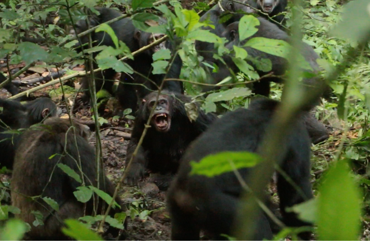 World’s Largest Group of Chimps Waging Deadly ‘Civil War,’ Scientists Discover