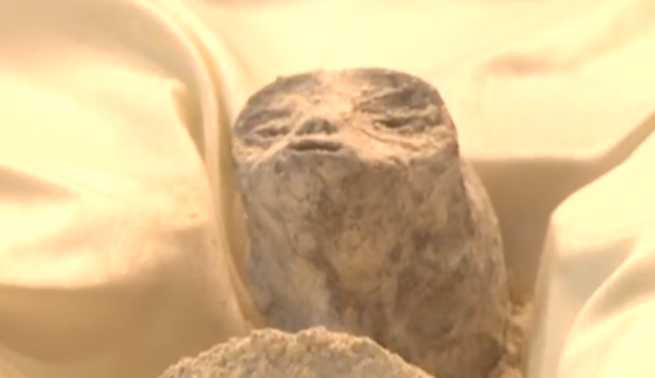 A screengrab of one of the "non-human corpses" shown in Mexican Congress this week.