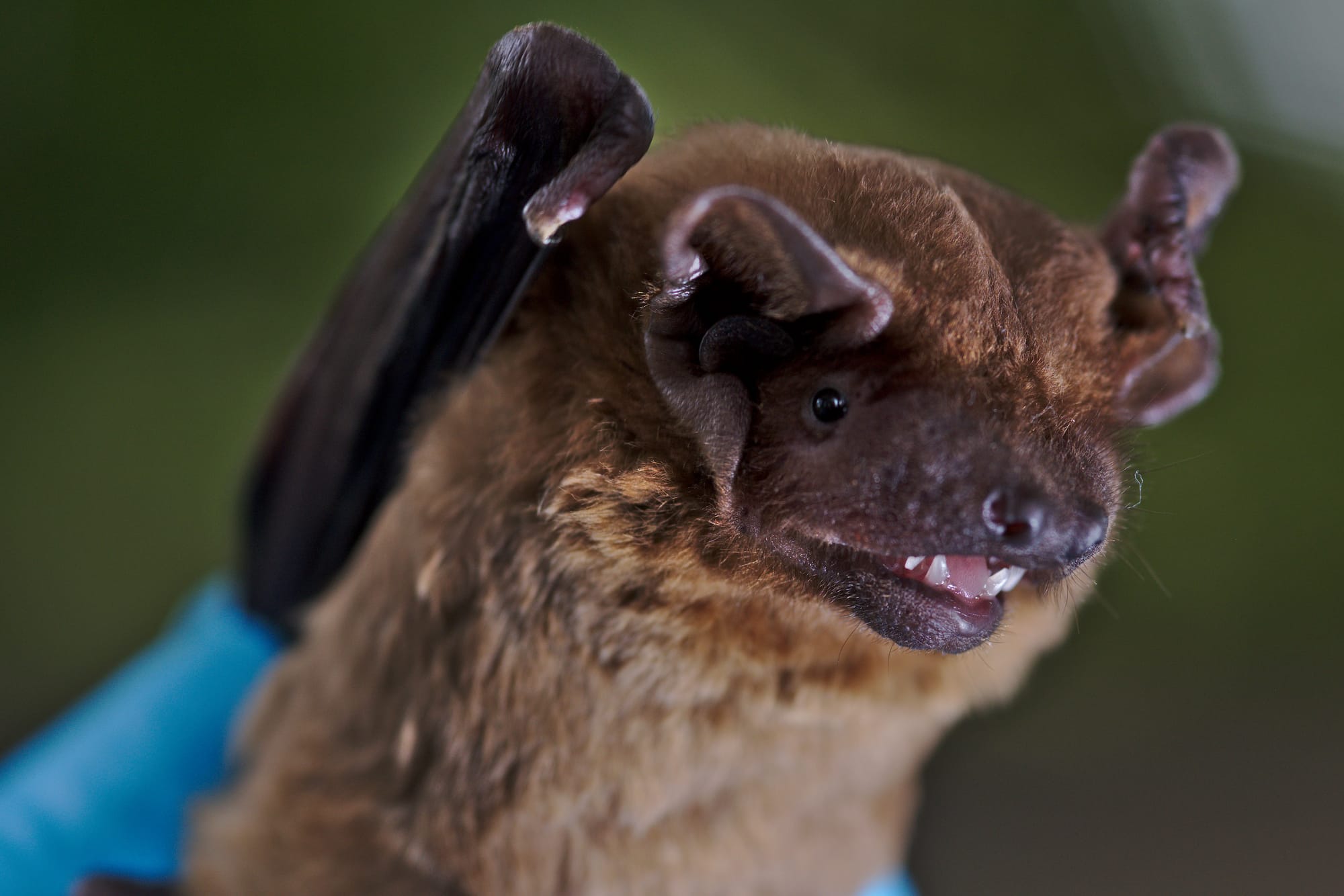 A 5,500-Year-Old Forest in Yellowstone Melted Out of the Ice