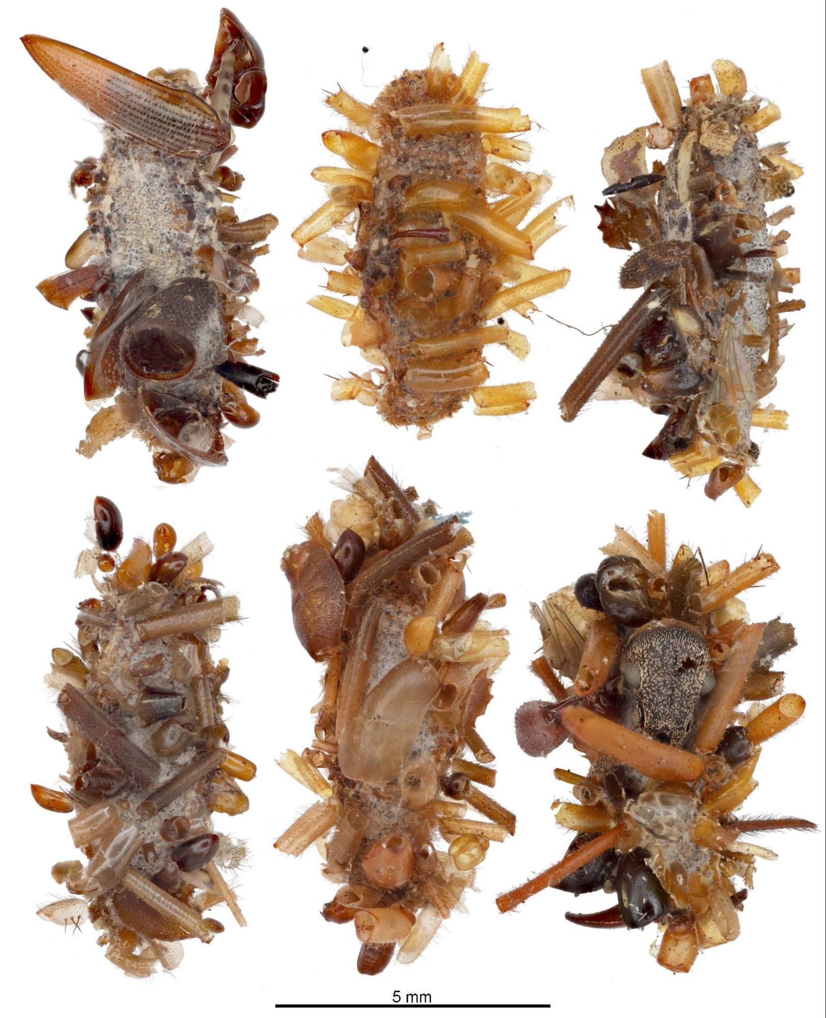 This Sicko Caterpillar Wears the Bones of Its Victims