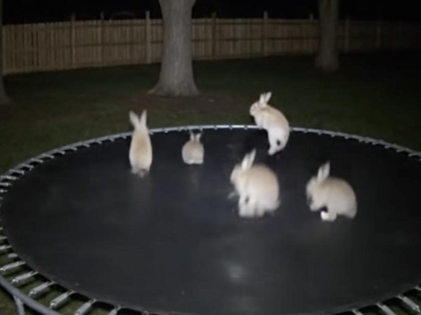 AI Bunnies on Trampoline Causing Crisis of Confidence on TikTok