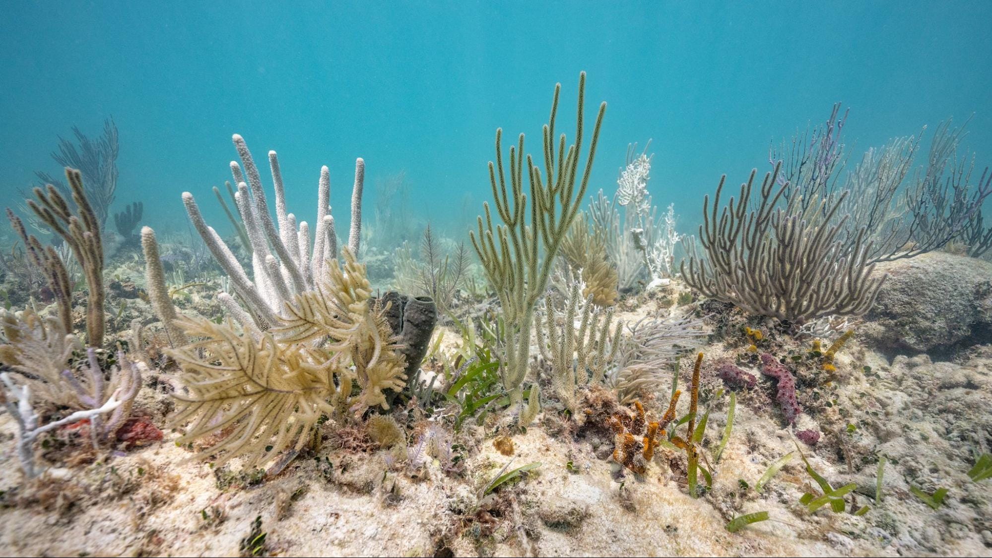 Earth’s Climate Has Passed Its First Irreversible Tipping Point and Entered a ‘New Reality’