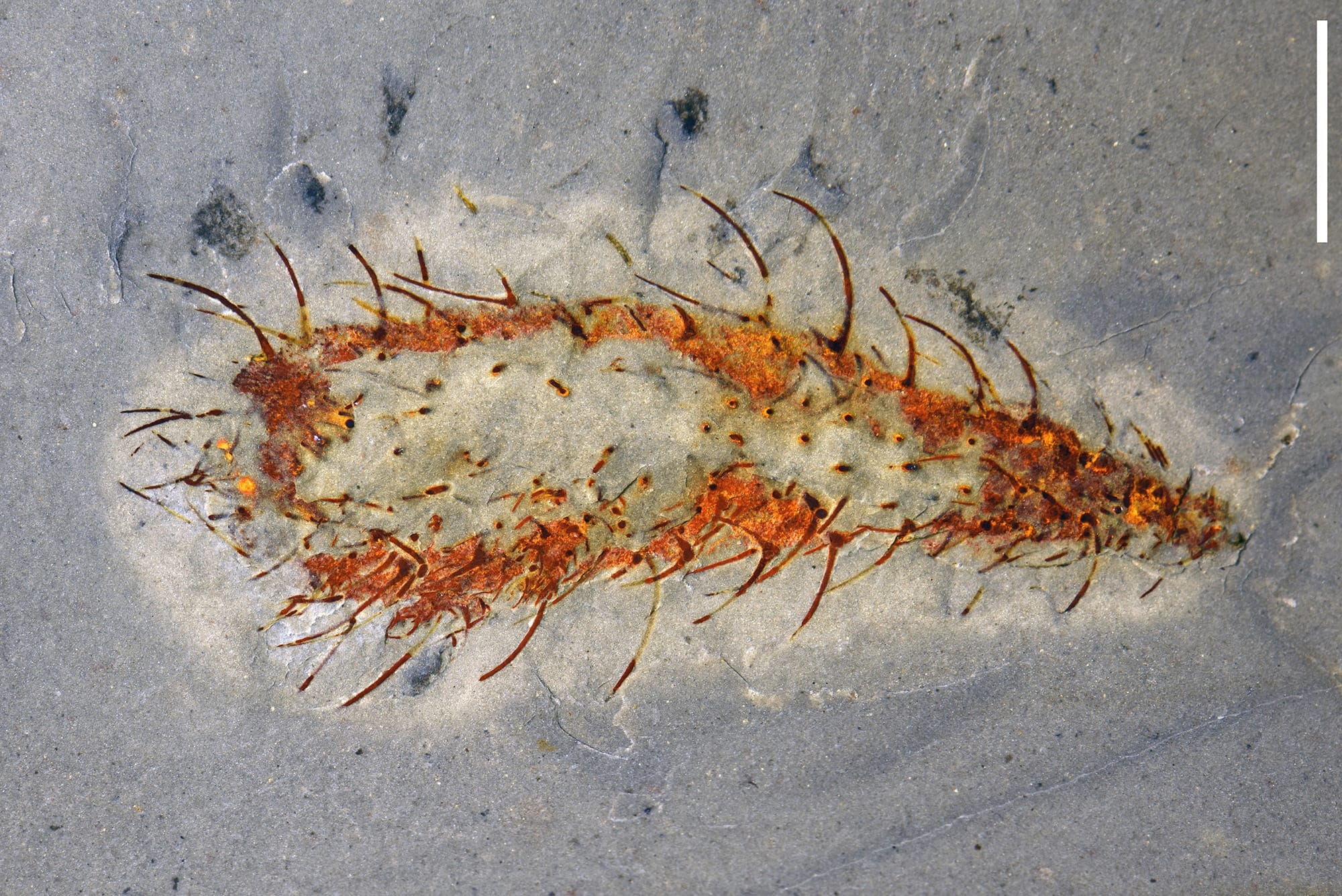 Dozens of Bizarre Ancient Lifeforms Discovered in ‘Extraordinary’ Fossil Find