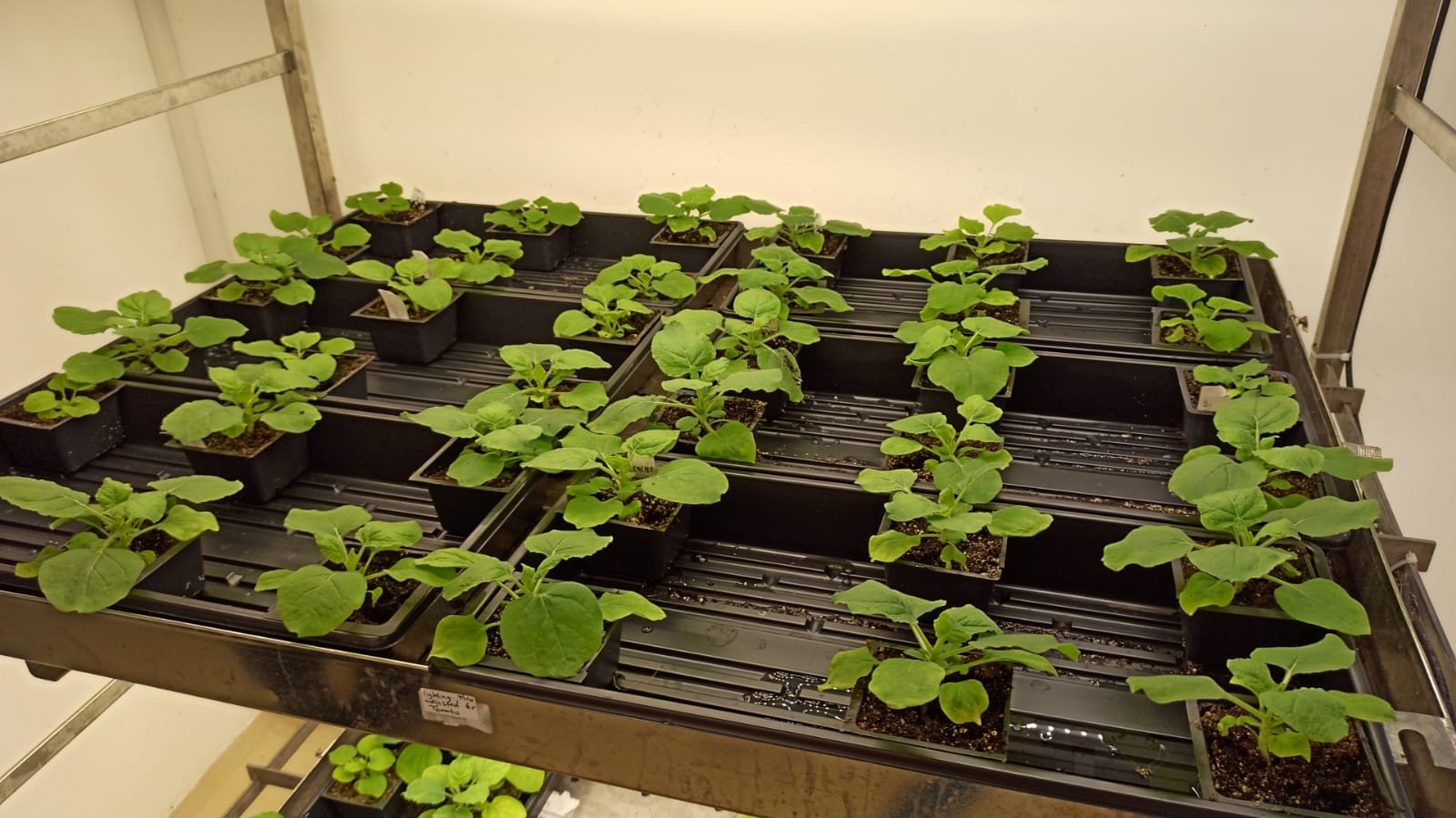 Scientists Create Plant That Produces Ayahuasca, Shrooms, and Toad Psychedelics All At Once