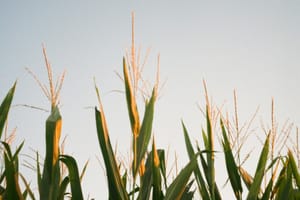 ‘You Will Lose Access To Pornhub:’ Kentucky and Indiana Face a Porn Countdown