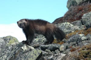 Who Made this Radioactive Saharan Dust Cloud?