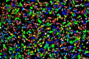 Peeing Is Socially Contagious in Chimps