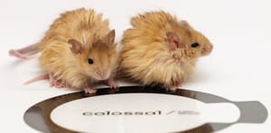 Scientists Made a ‘Woolly Mouse’ in Quest to Resurrect Mammoths