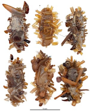 This Sicko Caterpillar Wears the Bones of Its Victims