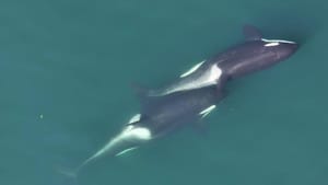Killer Whales Make Their Own Tools, Scientists Discover