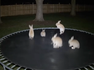 AI Bunnies on Trampoline Causing Crisis of Confidence on TikTok