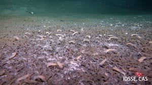 New Deep Sea Creatures ‘Challenge Current Models of Life,’ Scientists Say