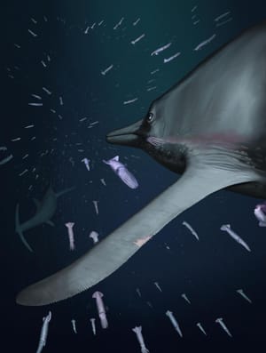 Scientists Discover New World In Our Solar System: ‘Ammonite’