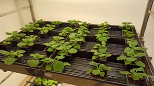 Scientists Create Plant That Produces Ayahuasca, Shrooms, and Toad Psychedelics All At Once